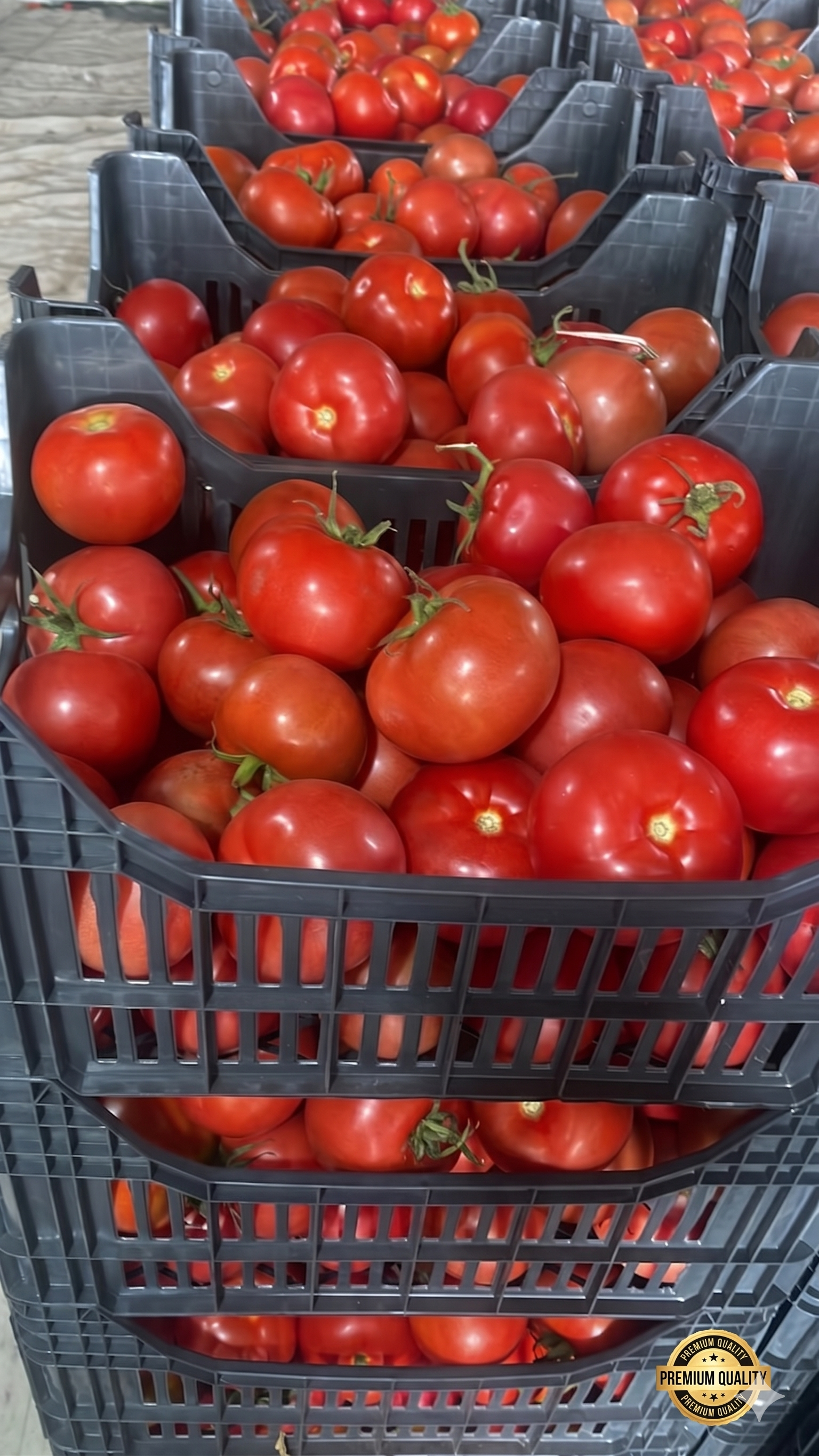 Fruit Basket 8kg